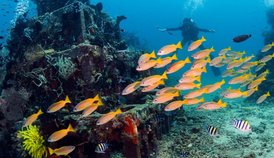 5 SPECIAL LOCATIONS TO EXPERIENCE THE ESSENCE OF DIVING IN ASIA